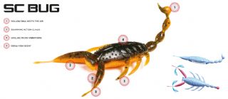 Molix SC Bug 4 Inch lure - 